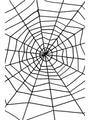 Spider & Spiders Web